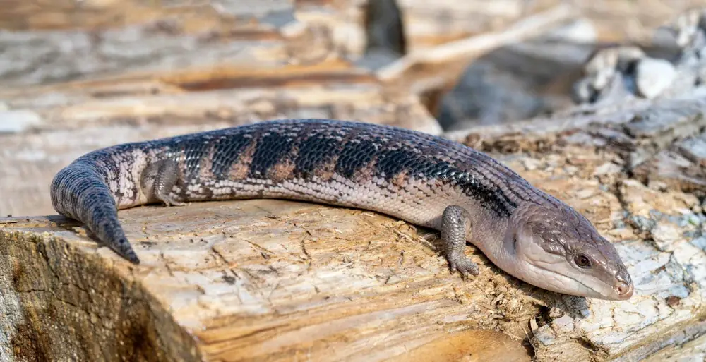 Blauzungenskink (Tiliqua scincoides) wird 20 Jahre alt