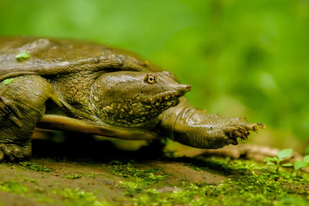 Chinesische Weichschildkröte (Pelodiscus sinensis) - Merkmale, Lebensraum & Haltung