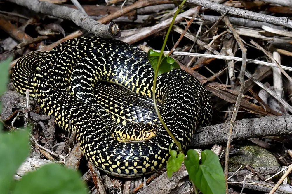 Gelbgrüne Zornnatter (Hierophis viridiflavus) ist ungiftig