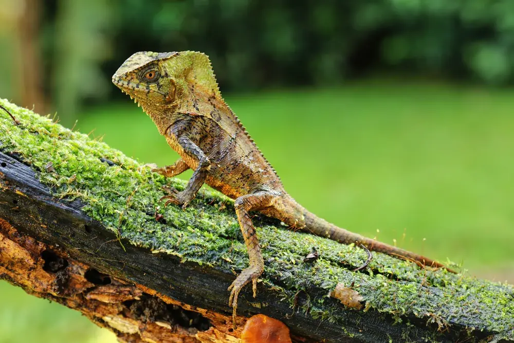 Helmleguan (Corytophanes cristatus) nutzt Helm als Drohung