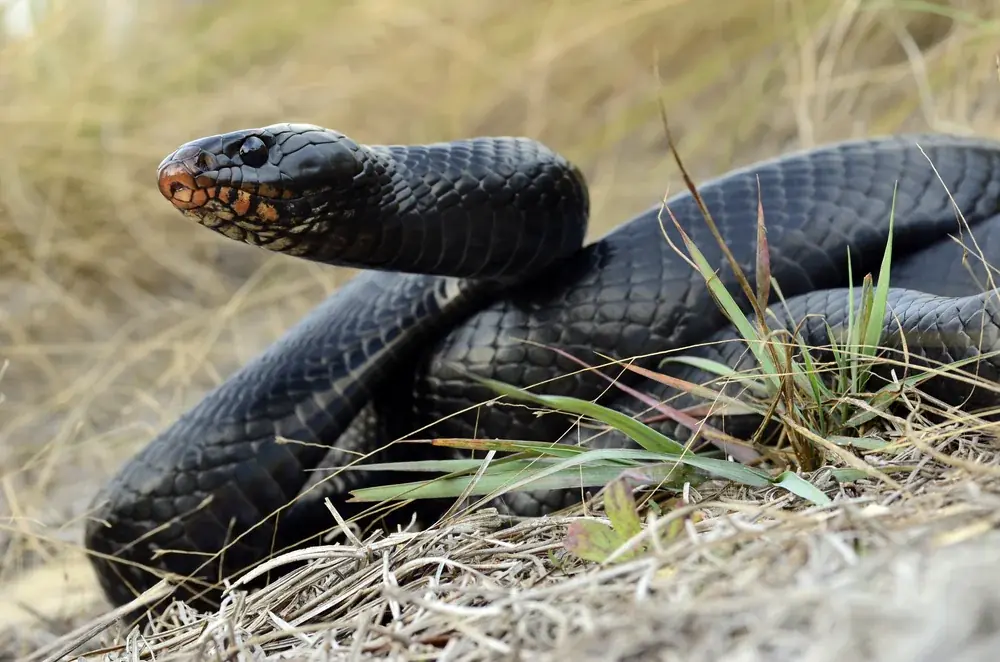 Östliche Indigonatter (Drymarchon couperi) wird 2,6 m lang