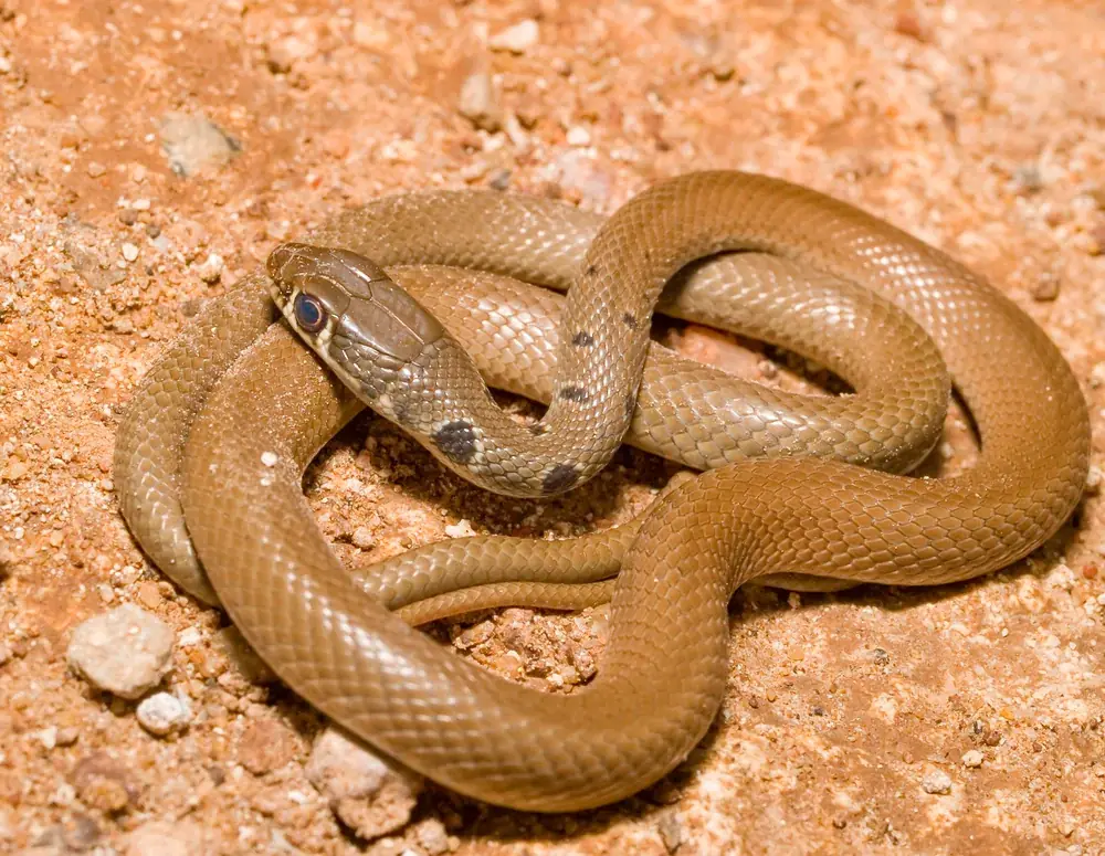 Schlanknatter (Platyceps najadum) ist ungiftig