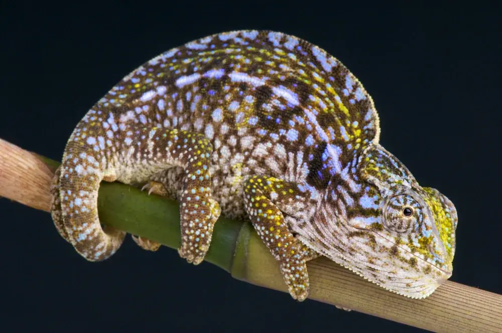 Teppichchamäleon (Furcifer lateralis) wird 2 bis 3 Jahre alt