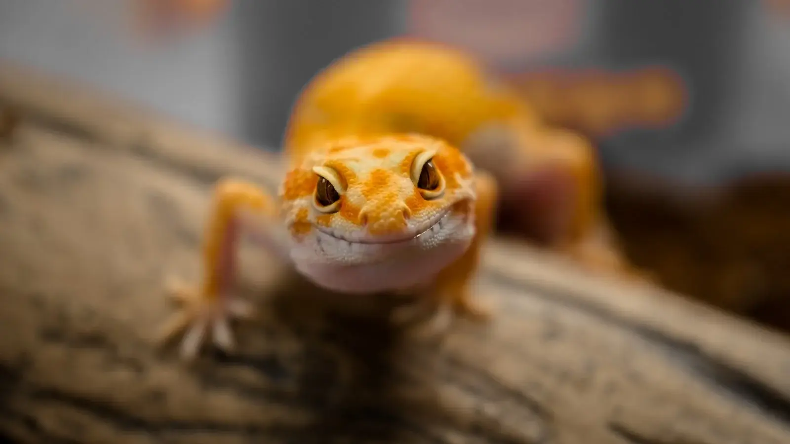 Die Terrariumgröße für Geckos richtet sich nach der Art